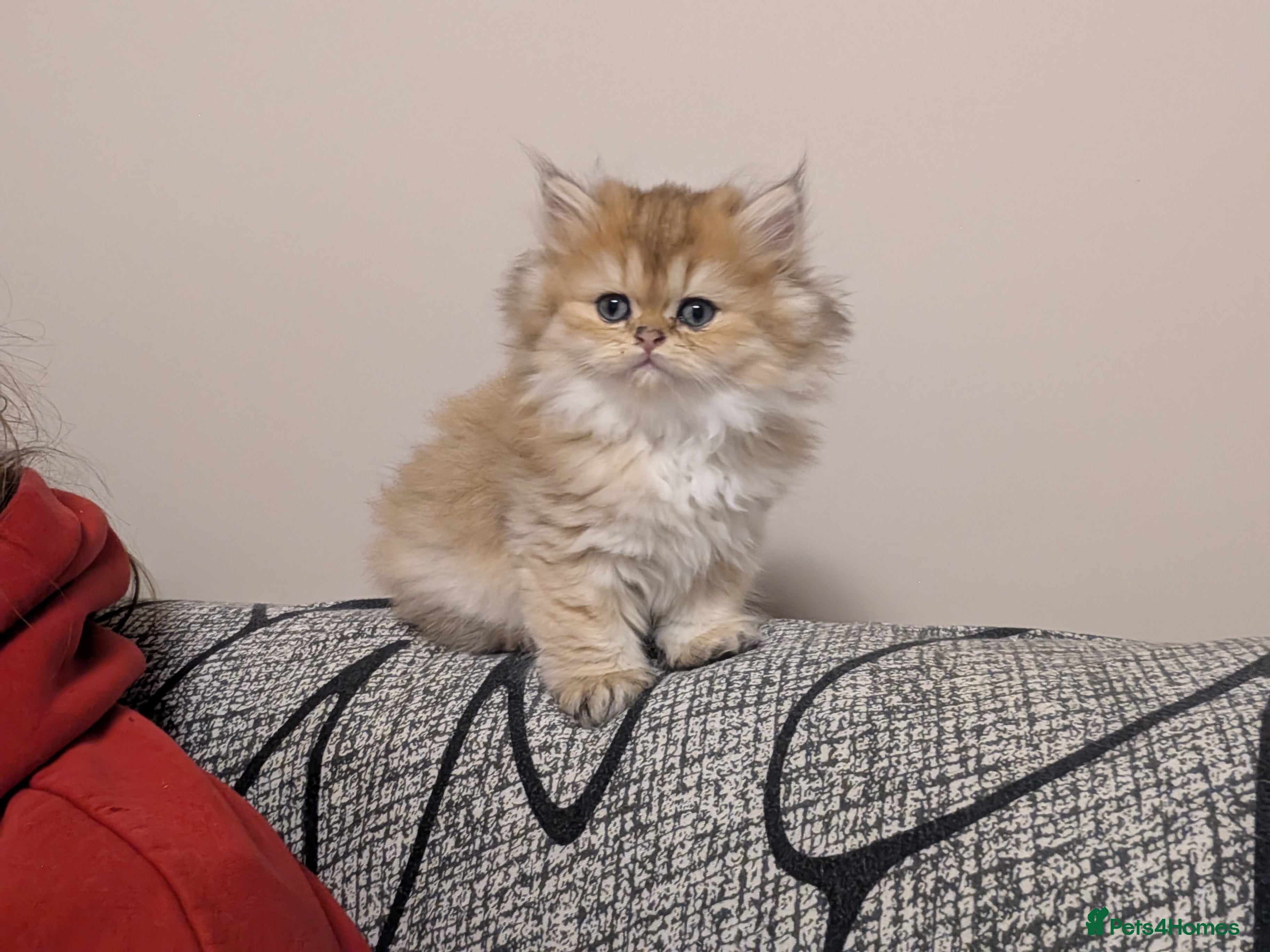 British Shorthair cats for sale: Kitten  - Advert 3
