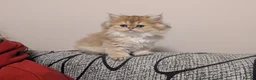 British Shorthair cats for sale: Kitten  - Advert 1