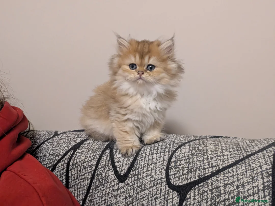 British Shorthair cats for sale: Kitten  - Advert 1
