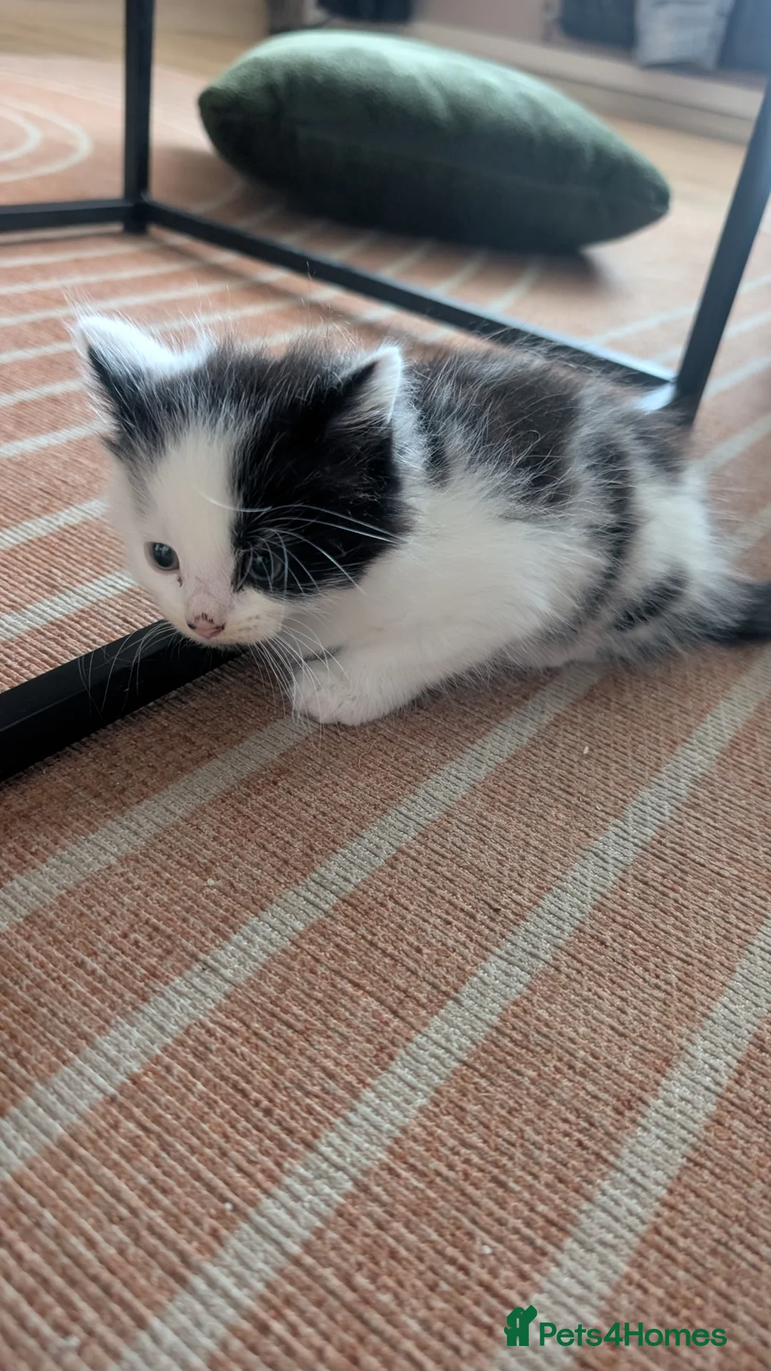 Mixed Breed cats for sale: 3 male mixed breed kittens for sale - Advert 2