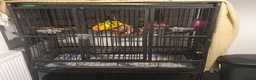 Conures birds for sale: Sun conure for sale with cage  - Advert 2