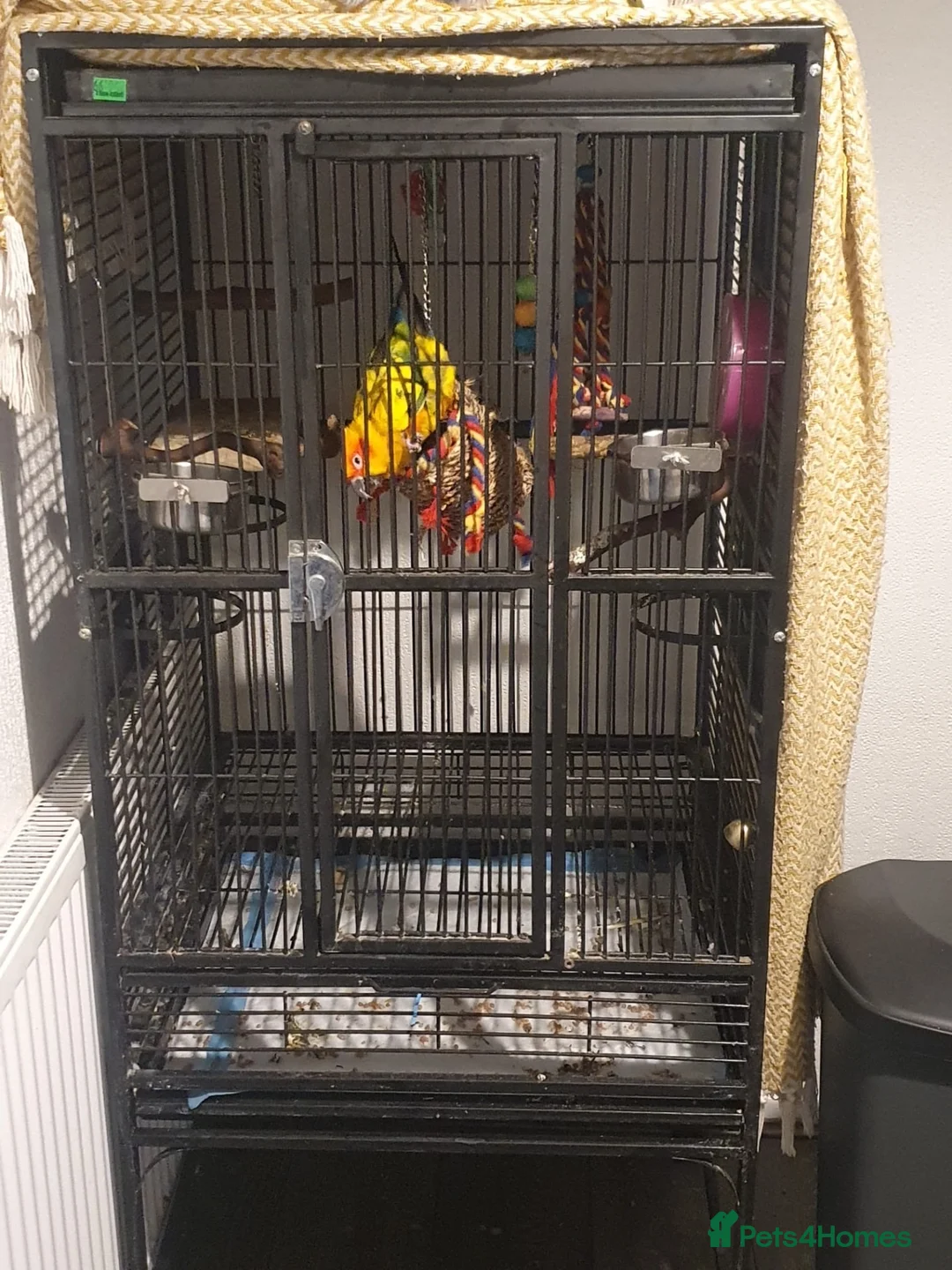 Conures birds for sale: Sun conure for sale with cage  - Advert 2
