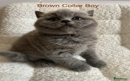 British Shorthair cats for sale: 4 purebred British shorthair kittens  - Image 18