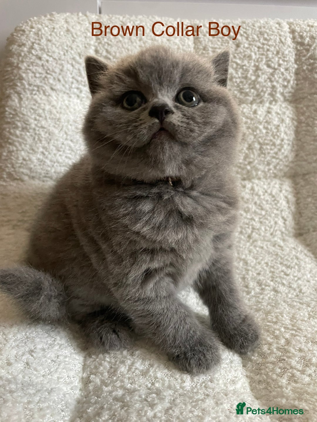 British Shorthair cats for sale: 4 purebred British shorthair kittens  - Image 18