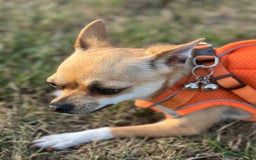 Chihuahua dogs for sale: Chihuahua - Advert 3