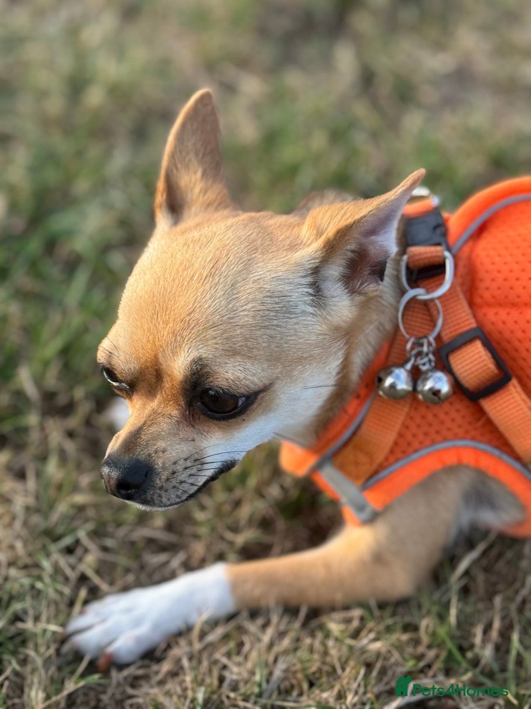 Chihuahua dogs for sale: Chihuahua - Advert 3