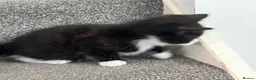 Mixed Breed cats for sale: mainecoon/european in Corby - Advert 16