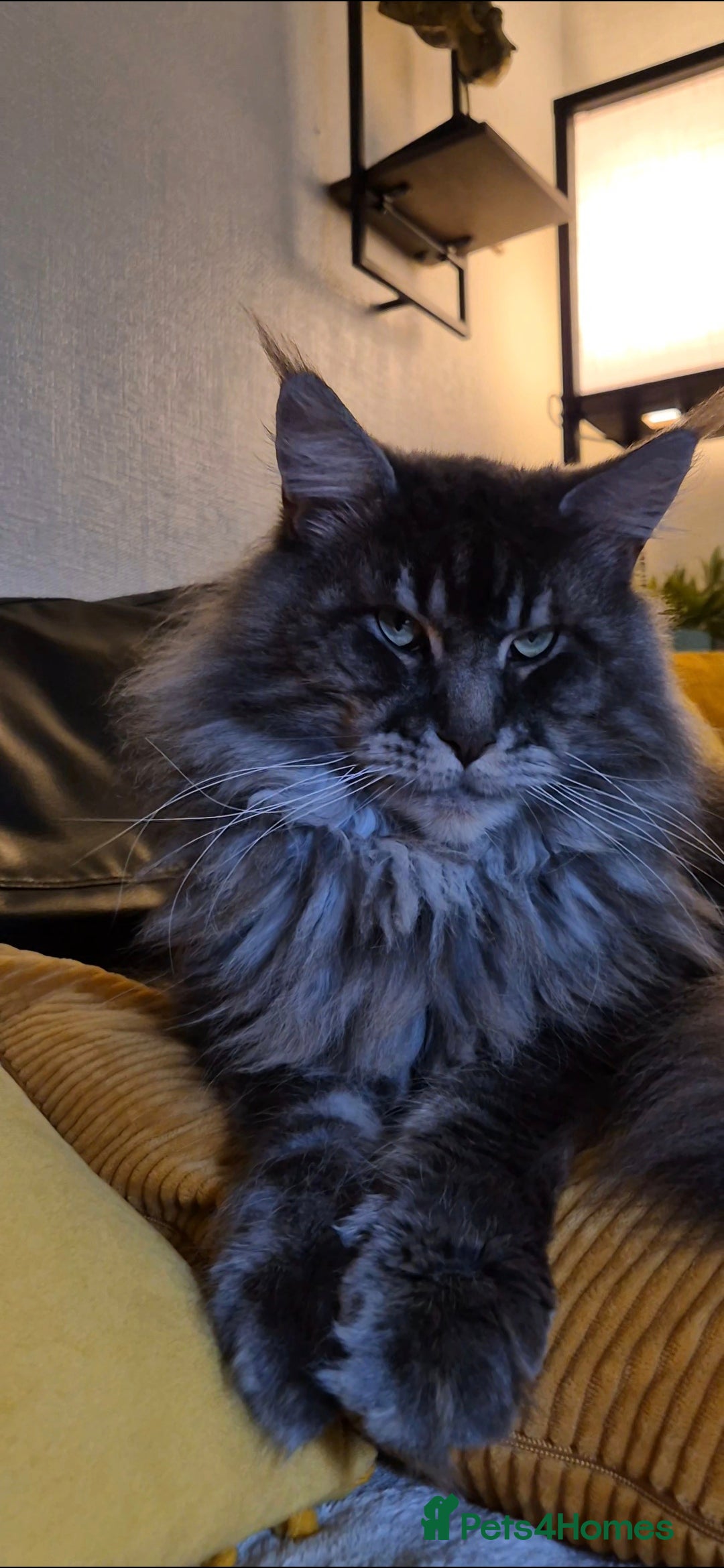 Maine Coon cats for sale: Friendly Maine coone mix baby's ready to go  - Advert 25