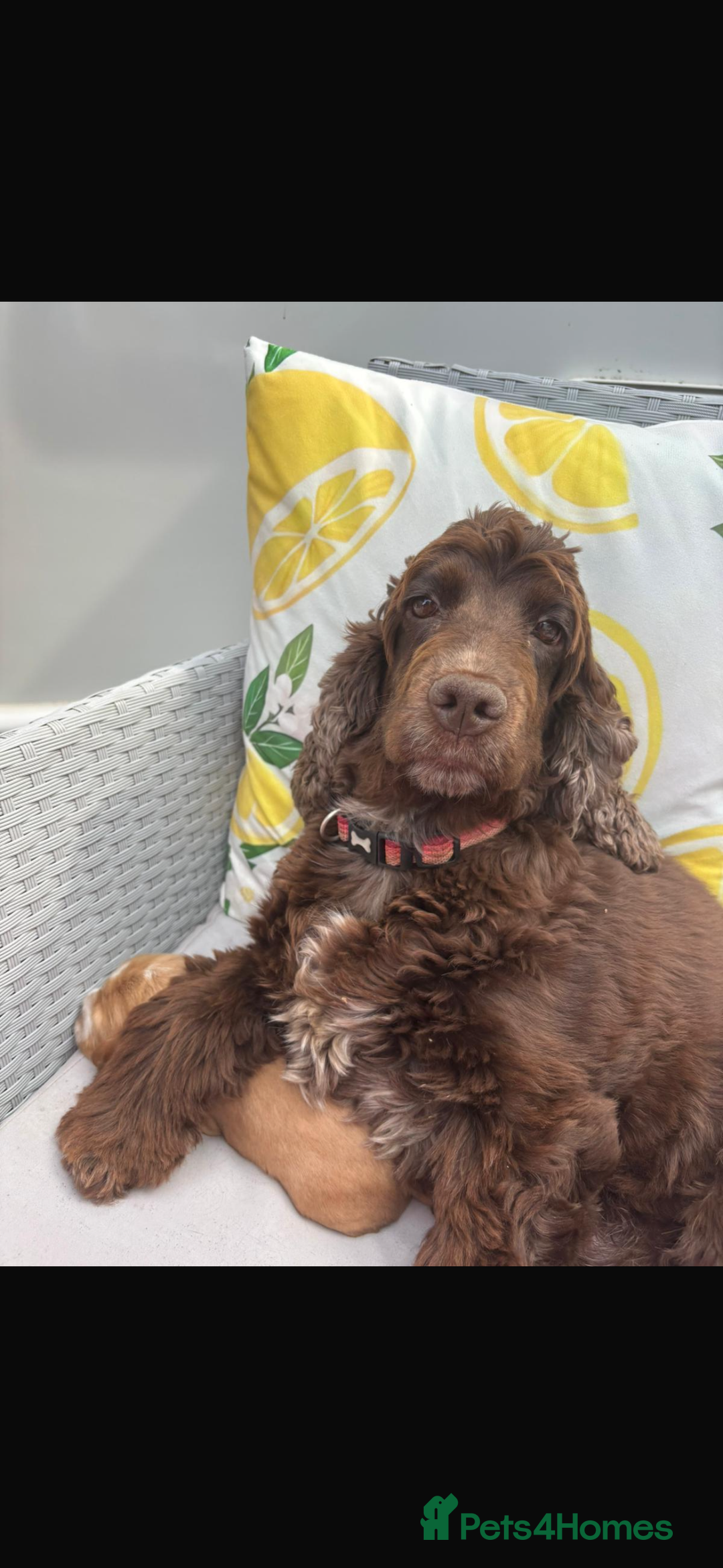 Cocker Spaniel dogs for sale: ⭐️ 5 star litter ⭐️ - Image 5