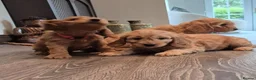 Cavapoo dogs for sale: Fully health checked f1b cavapoo puppies - Advert 4