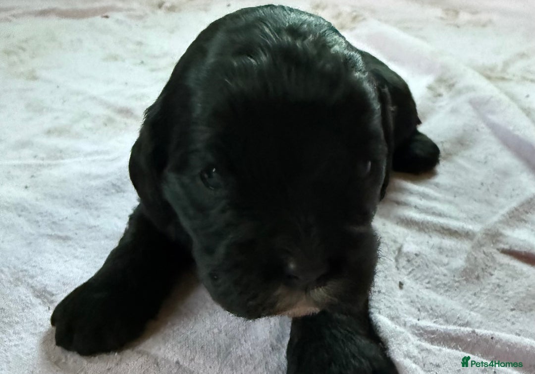 Mixed Breed dogs for sale: Gorgeous toy apricot and black cavapoos  - Advert 9