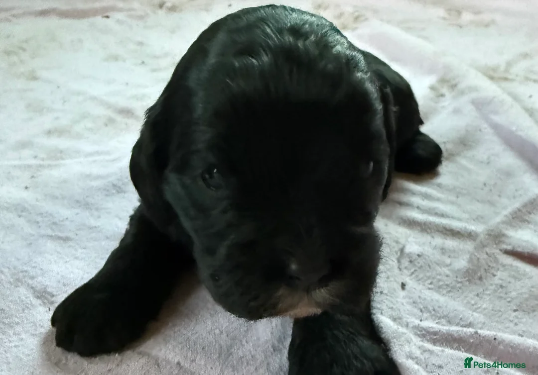 Mixed Breed dogs for sale: Mini Cavapoo puppy’s black and gold  - Advert 16