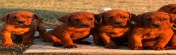 Labrador Retriever dogs for sale: Stunning fox red and yellow Family Labrador Pups - Advert 1