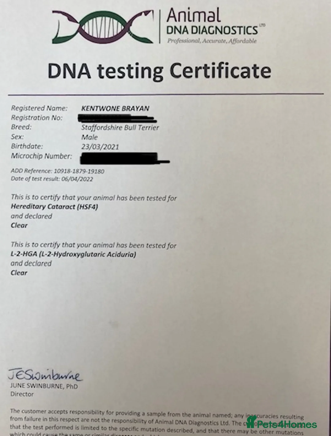 Staffordshire Bull Terrier dogs for stud: PROVEN - HSF4 and L-2-HGA Clear in Gravesend - Advert 2