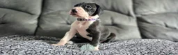 Great Dane dogs for sale: Championship Great Dane Pups  - Advert 9