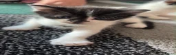Mixed Breed cats for sale: Beautiful litter of kittens  - Advert 2