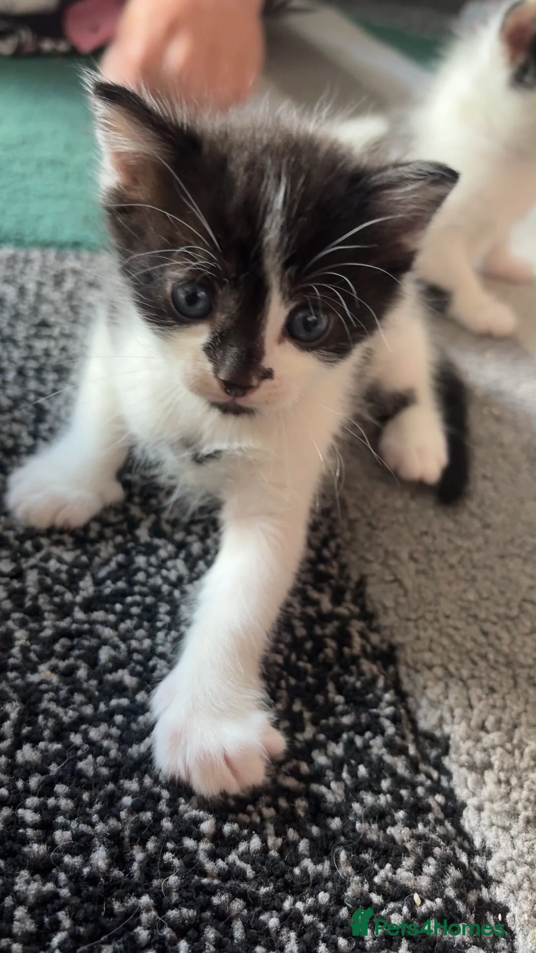 Mixed Breed cats for sale: Beautiful litter of kittens  - Advert 2