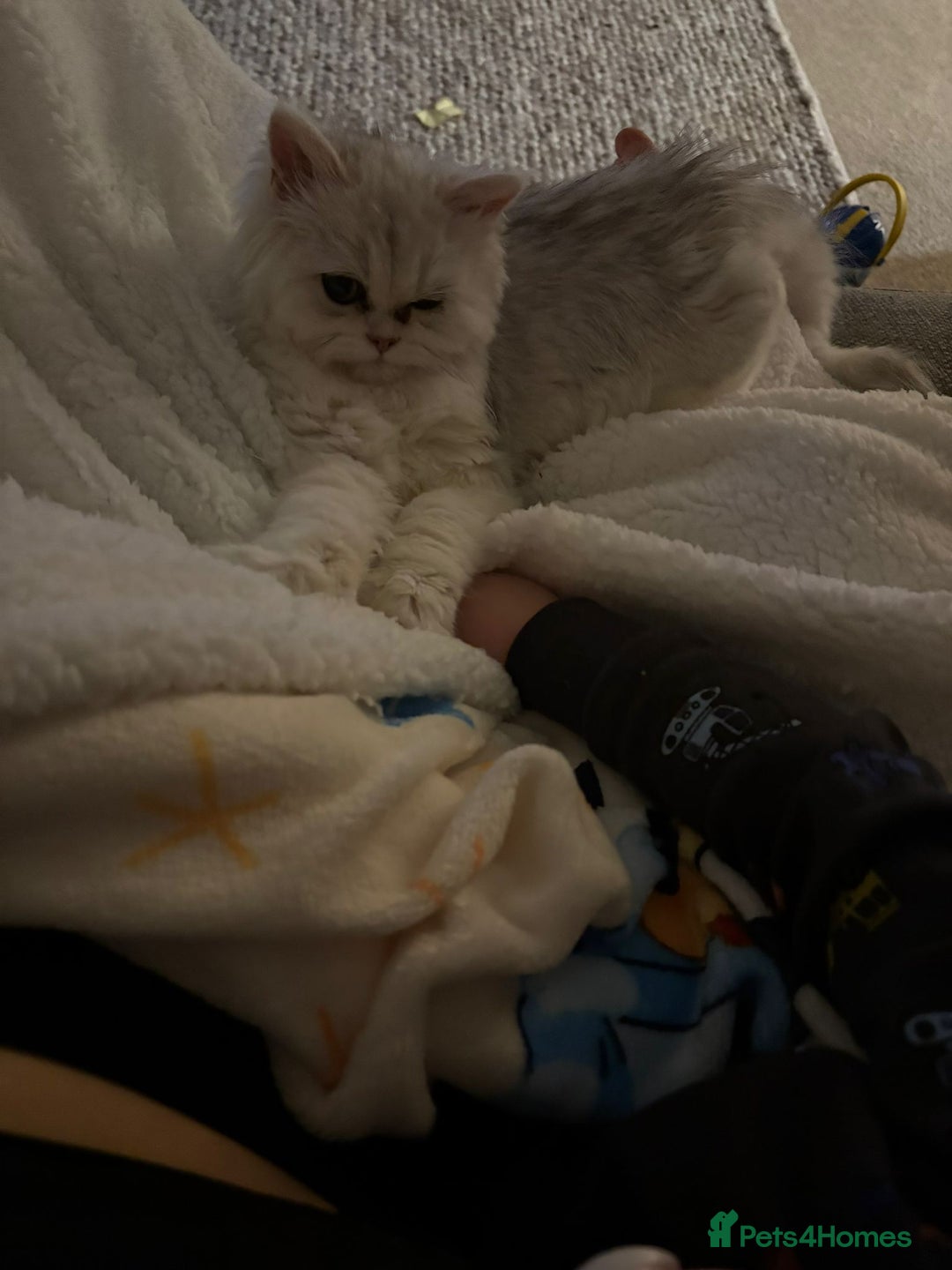 Persian cats for sale: Two stunning Chinchilla Persian Kittens - Advert 8