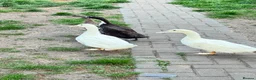 Ducks poultry for sale: Ducks Pekins /indian runners - Advert 2