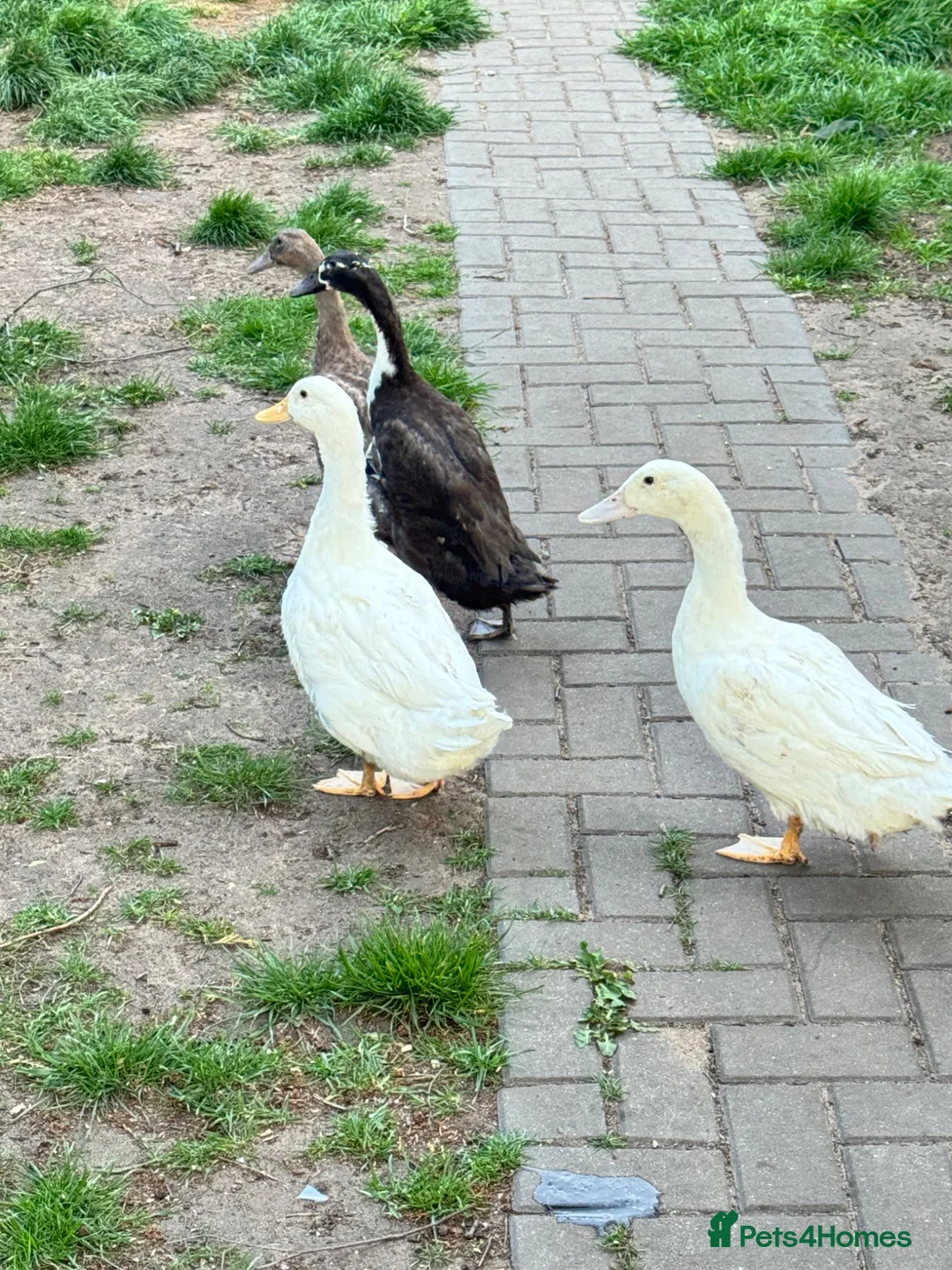Ducks poultry for sale: Ducks Pekins /indian runners - Advert 2