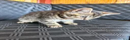 Mixed Breed cats for sale: Two Lovely Female Kittens Looking for Homes - Advert 3