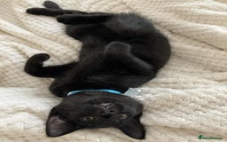 Mixed Breed cats for adoption: Adorable Jet and Anise looking for their family! - Image 2