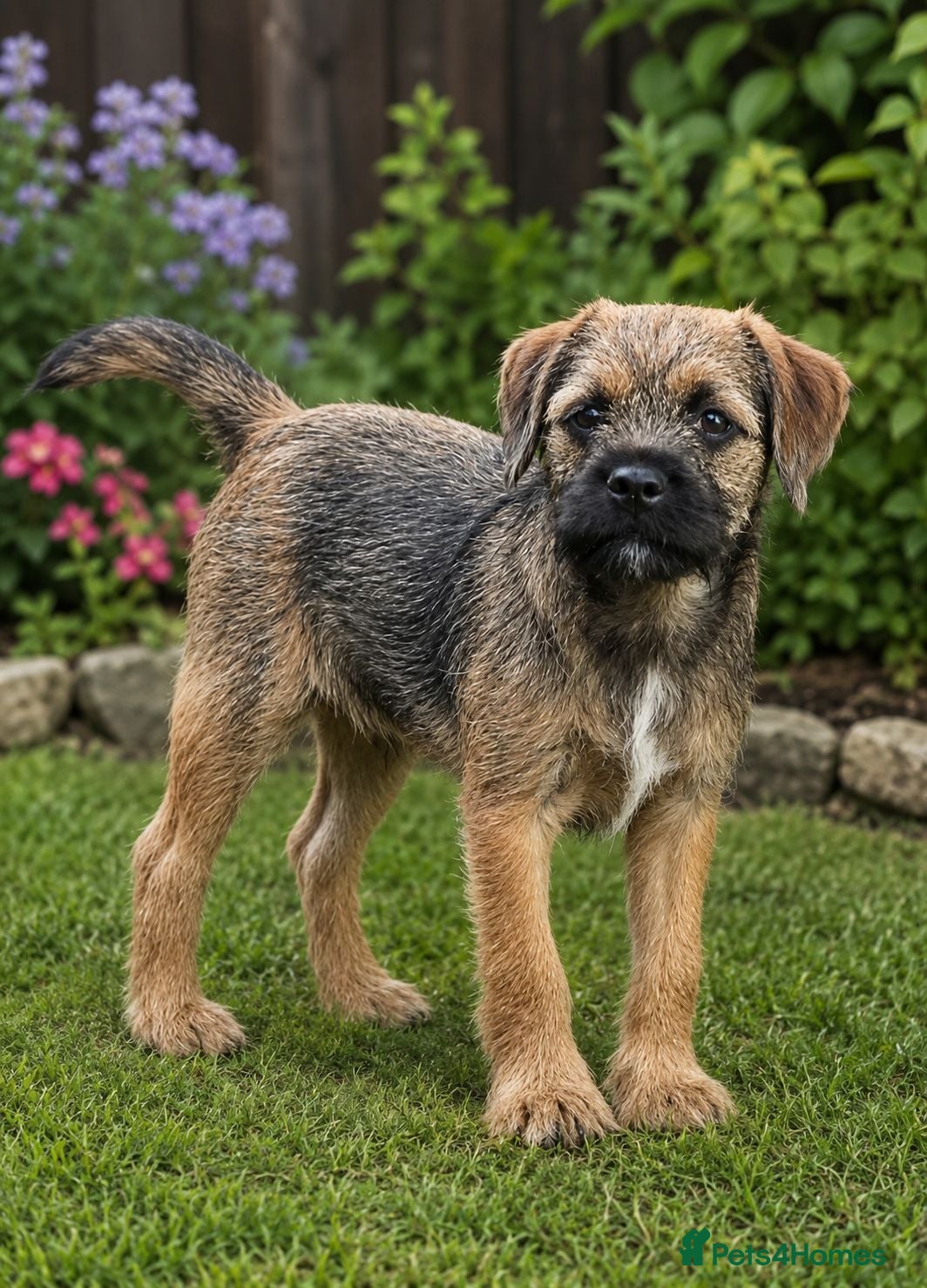 Border Terrier dogs 10 wk old Border Terrier Dog Puppy  - Advert 4