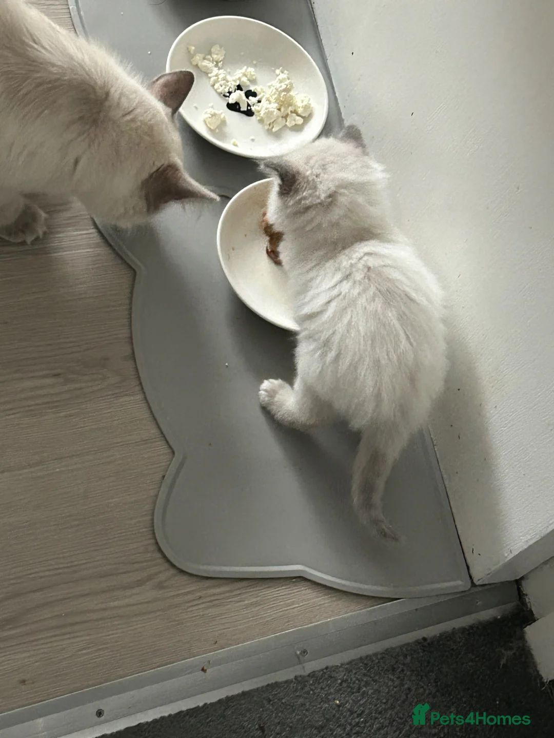 Ragdoll cats for sale: 2 female ragdoll kittens - Advert 2
