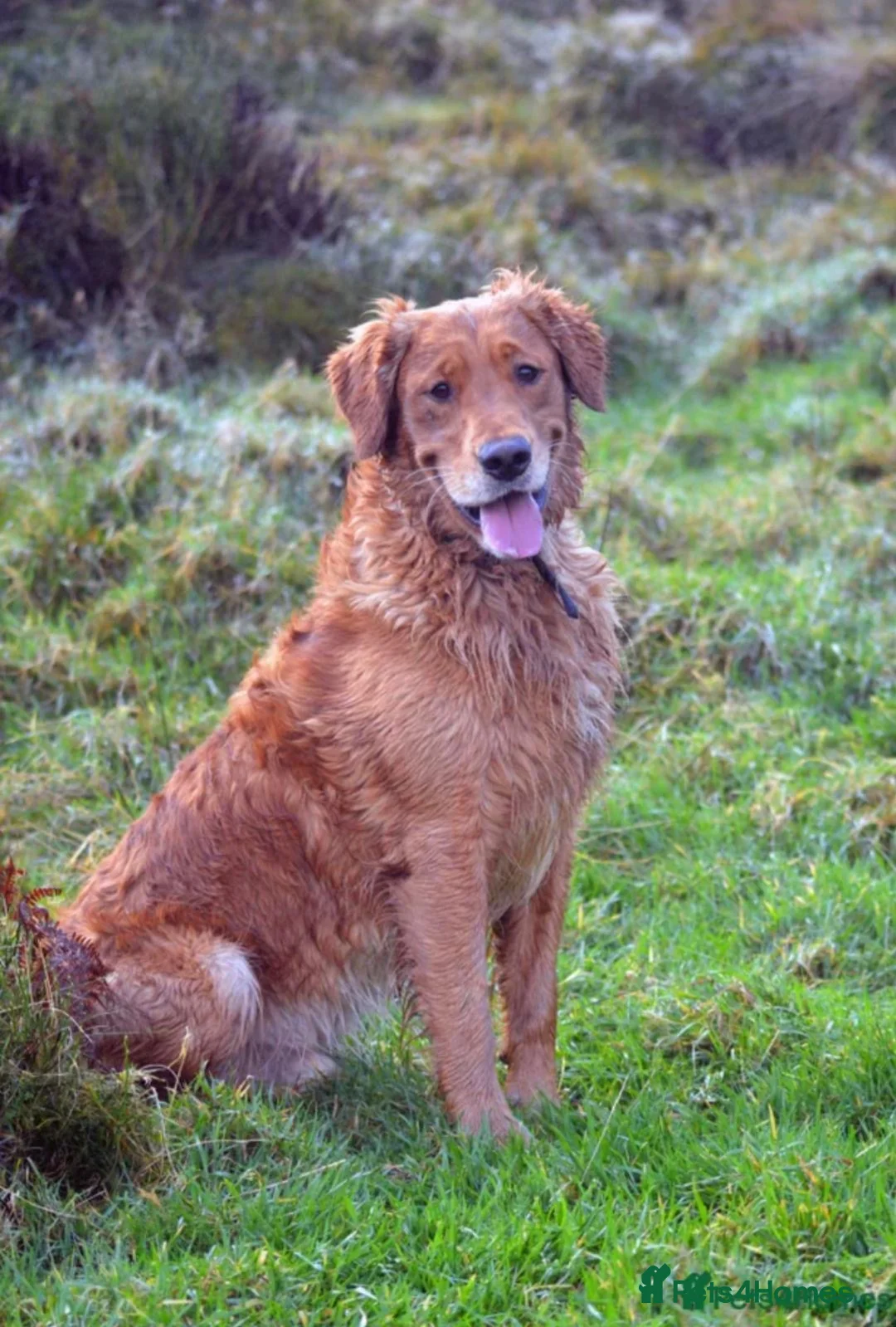 Golden Retriever dogs for sale: Gorgeous dark Golden Retriever pups - Advert 1