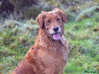 Golden Retriever dogs Gorgeous dark Golden Retriever pups - Advert 3