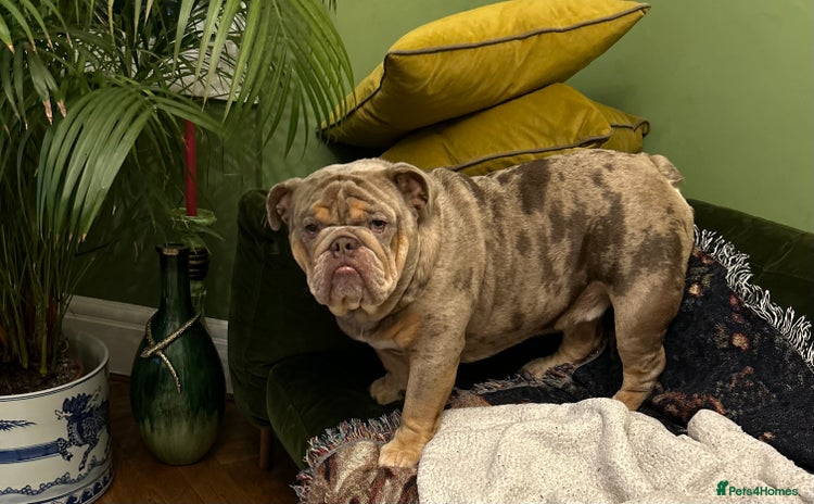 English Bulldog dogs - Advert 1