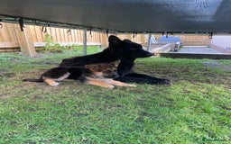 German Shepherd dogs for sale: German Shepherds. 2 left to go.. - Image 1