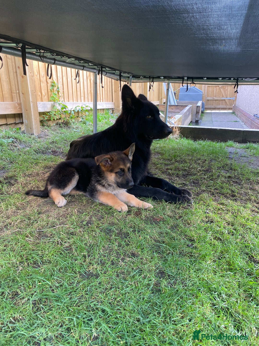 German Shepherd dogs for sale: German Shepherds. 2 left to go.. - Image 1