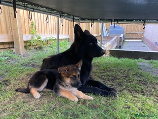 German Shepherd dogs - Advert 31