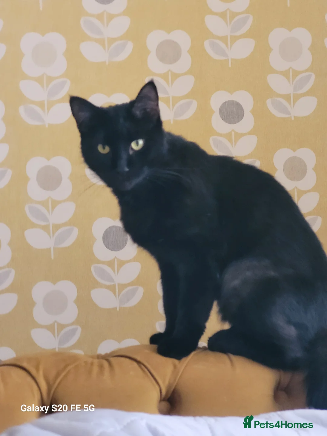 Mixed Breed cats for sale: Loki & Cleopatra, (Cleo) in Derby - Advert 1