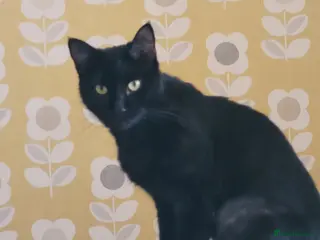 Mixed Breed cats Loki & Cleopatra, (Cleo) - Advert 1