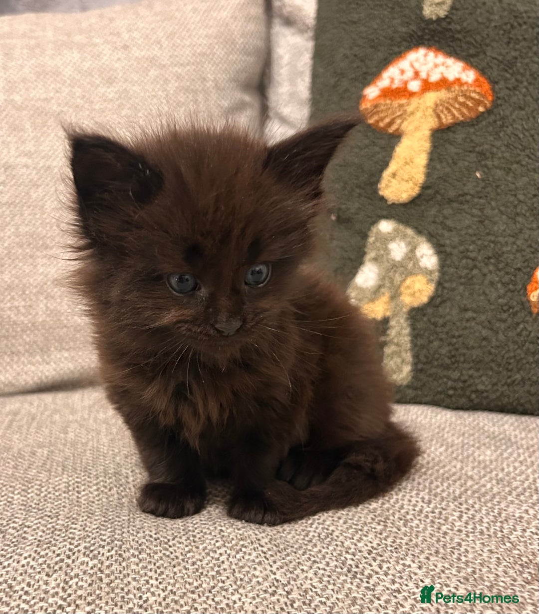 Maine Coon cats for sale: Halloween babies 🎃🐈‍⬛ 2 girls left - Advert 21