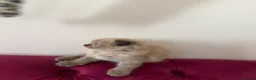 Scottish Fold cats for sale: Beautiful kittens🌹🤭 - Advert 13