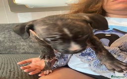Mixed Breed dogs for sale: Presa canairo x American bulldog  - Image 11