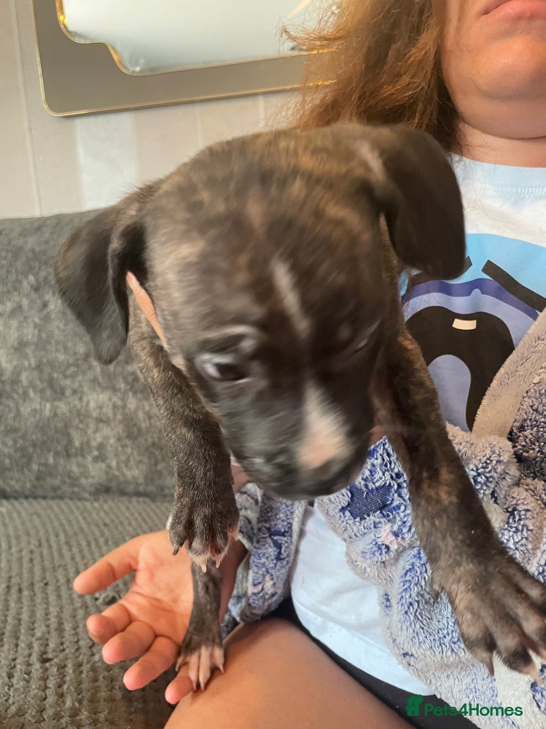 Mixed Breed dogs for sale: Presa canairo x American bulldog  - Image 11
