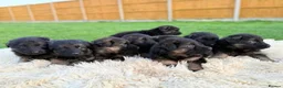 German Shepherd dogs for sale: Gorgeous long haired KC registered pups - Advert 4
