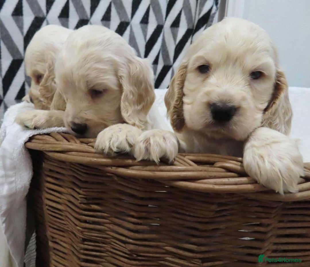 Cocker Spaniel dogs for sale: 🏆🏆Show Type Cocker Spaniel 🏆 - Advert 5