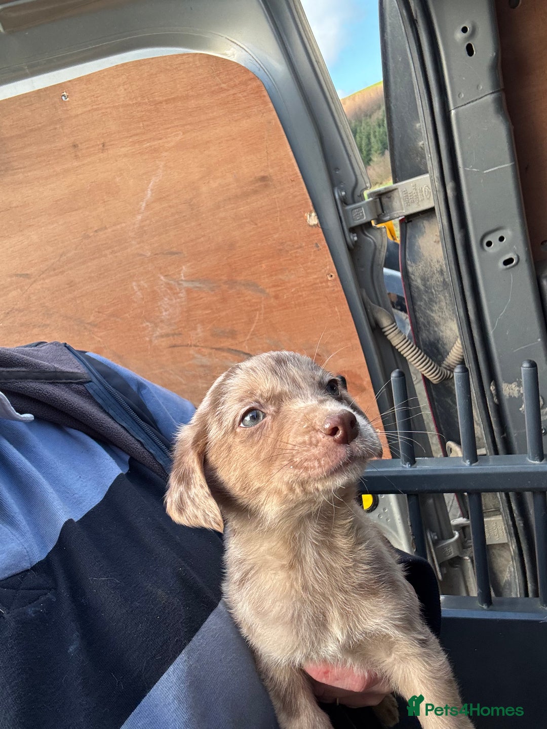 Mixed Breed dogs for sale: 🔥 collie x Labrador pups 🔥 - Advert 13