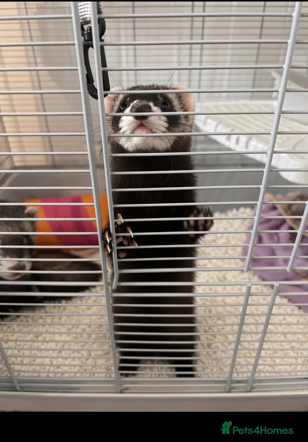 Ferret rodents for sale: Ferrets & cage - Advert 1
