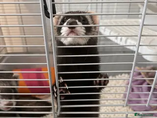 Ferret rodents Ferrets & cage - Advert 1