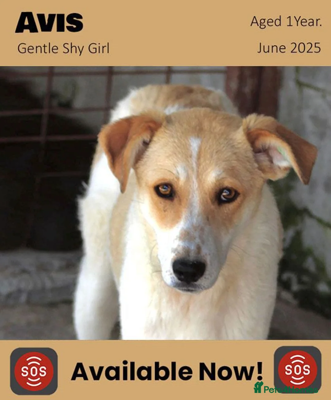 Mixed Breed dogs for adoption: Avis- 20 months - Available Devon area 🇬🇧🇬🇧 - Advert 24