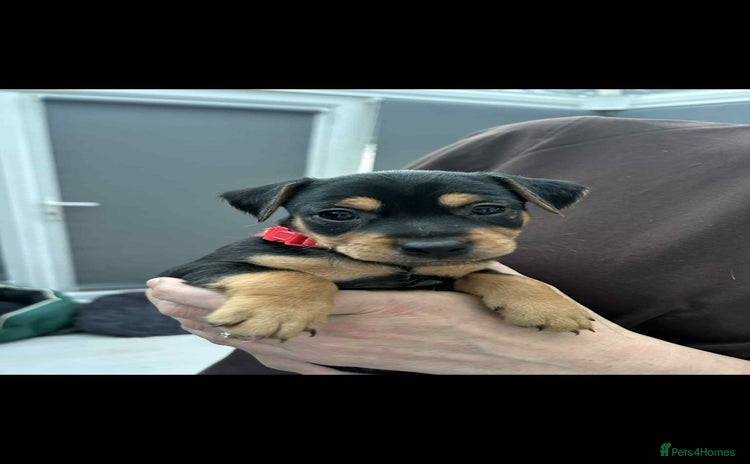 Jack Russell dogs - Advert 1