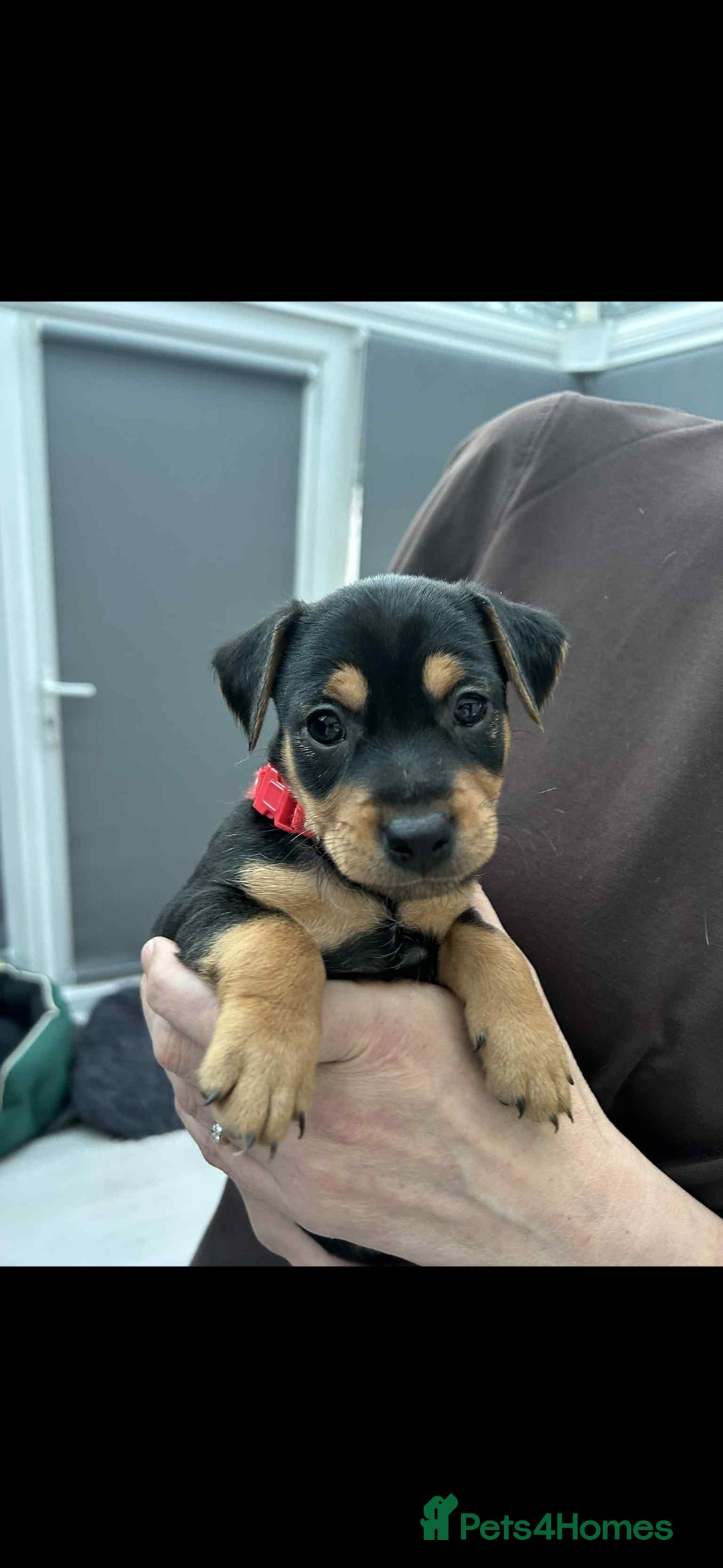 Jack Russell dogs for sale: Jack russell pups - Image 1