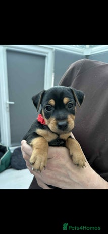 Jack Russell dogs - Advert 4