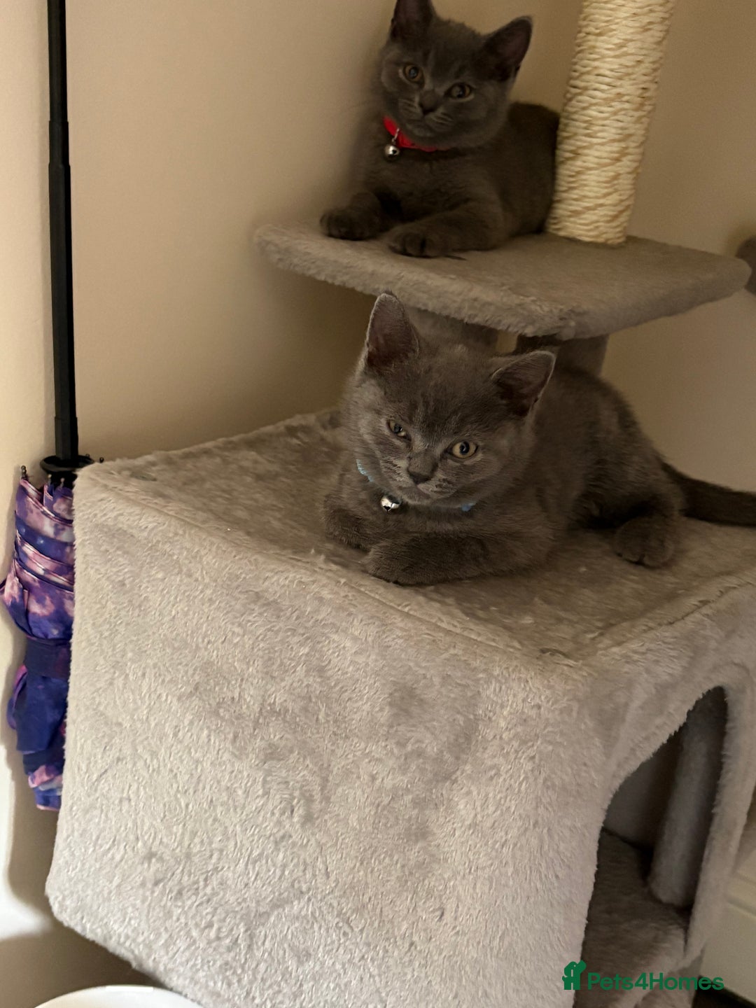 British Shorthair cats for sale: British shorthair  - Image 2